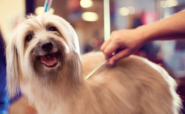 Great Dog Grooming Houston in 2023 Learn more here 